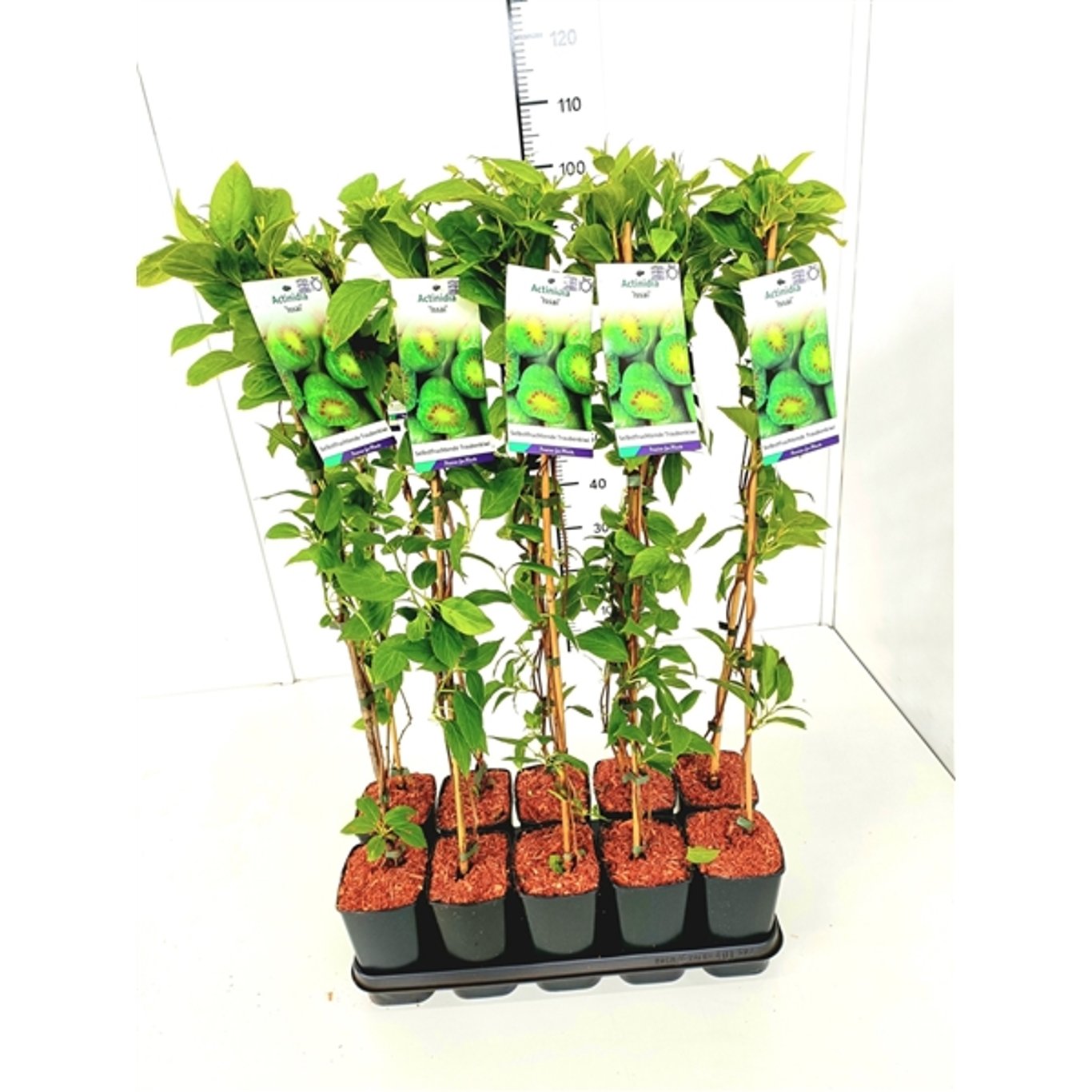 Actinidia a. 'Issai' - C2 60-80 CM Stick